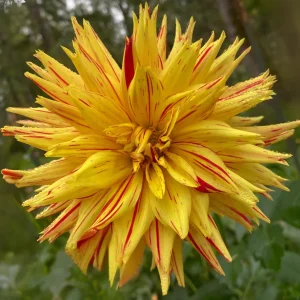 Dahlia Seeds Mix - 40+ Pollinator Friendly, Open Pollinated Heirloom Flower Seeds - Image 12