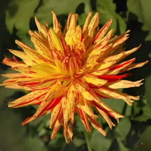 Dahlia Seeds Mix - 40+ Pollinator Friendly, Open Pollinated Heirloom Flower Seeds - Image 13