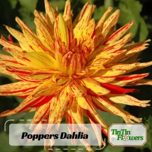 Dahlia Seeds Mix - 40+ Pollinator Friendly, Open Pollinated Heirloom Flower Seeds - Image 2