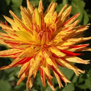 Dahlia Seeds Mix - 40+ Pollinator Friendly, Open Pollinated Heirloom Flower Seeds - Image 3