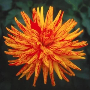 Dahlia Seeds Mix - 40+ Pollinator Friendly, Open Pollinated Heirloom Flower Seeds - Image 4