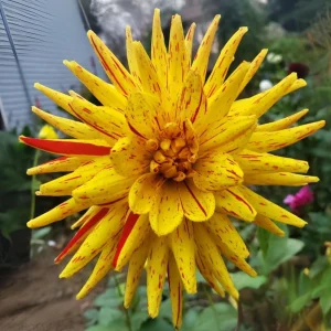 Dahlia Seeds Mix - 40+ Pollinator Friendly, Open Pollinated Heirloom Flower Seeds - Image 5