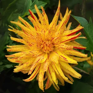 Dahlia Seeds Mix - 40+ Pollinator Friendly, Open Pollinated Heirloom Flower Seeds - Image 6