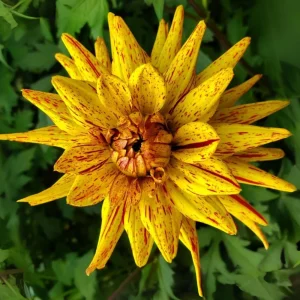 Dahlia Seeds Mix - 40+ Pollinator Friendly, Open Pollinated Heirloom Flower Seeds - Image 7