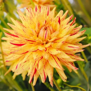 Dahlia Seeds Mix - 40+ Pollinator Friendly, Open Pollinated Heirloom Flower Seeds - Image 8