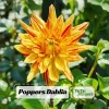 Dahlia Seeds Mix - 40+ Pollinator Friendly, Open Pollinated Heirloom Flower Seeds - Image 1