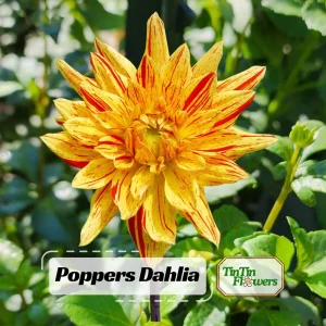 Dahlia Seeds Mix - 40+ Pollinator Friendly, Open Pollinated Heirloom Flower Seeds - Image 1