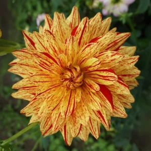 Dahlia Seeds Mix - 40+ Pollinator Friendly, Open Pollinated Heirloom Flower Seeds - Image 9