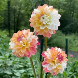 Dahlia Seeds Mix - Double Jill, Pollinator Friendly, Heirloom - 40 Seeds - Image 10