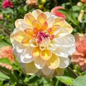 Dahlia Seeds Mix - Double Jill, Pollinator Friendly, Heirloom - 40 Seeds - Image 11