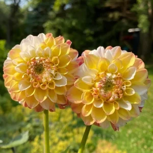 Dahlia Seeds Mix - Double Jill, Pollinator Friendly, Heirloom - 40 Seeds - Image 12