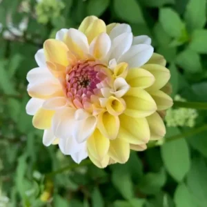 Dahlia Seeds Mix - Double Jill, Pollinator Friendly, Heirloom - 40 Seeds - Image 13