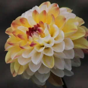 Dahlia Seeds Mix - Double Jill, Pollinator Friendly, Heirloom - 40 Seeds - Image 15