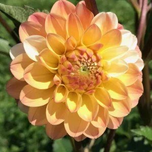 Dahlia Seeds Mix - Double Jill, Pollinator Friendly, Heirloom - 40 Seeds - Image 16