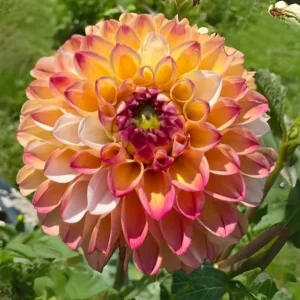 Dahlia Seeds Mix - Double Jill, Pollinator Friendly, Heirloom - 40 Seeds - Image 17