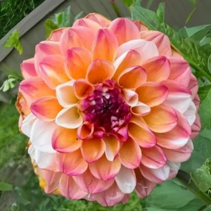 Dahlia Seeds Mix - Double Jill, Pollinator Friendly, Heirloom - 40 Seeds - Image 18