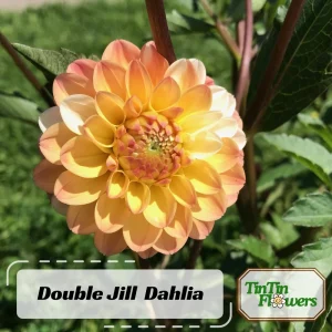 Dahlia Seeds Mix - Double Jill, Pollinator Friendly, Heirloom - 40 Seeds - Image 2