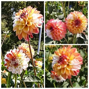 Dahlia Seeds Mix - Double Jill, Pollinator Friendly, Heirloom - 40 Seeds - Image 3