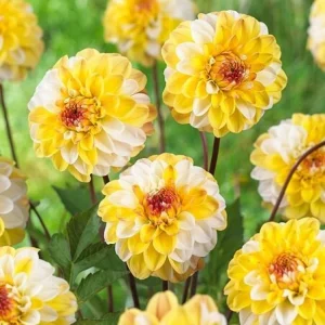 Dahlia Seeds Mix - Double Jill, Pollinator Friendly, Heirloom - 40 Seeds - Image 4