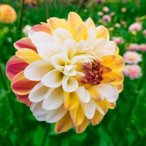 Dahlia Seeds Mix - Double Jill, Pollinator Friendly, Heirloom - 40 Seeds - Image 5