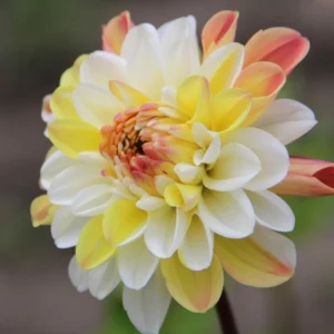 Dahlia Seeds Mix - Double Jill, Pollinator Friendly, Heirloom - 40 Seeds - Image 6