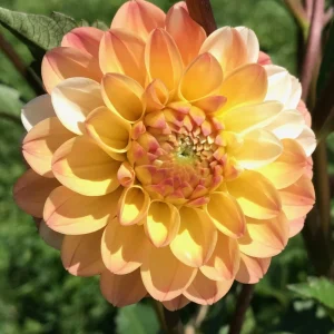 Dahlia Seeds Mix - Double Jill, Pollinator Friendly, Heirloom - 40 Seeds - Image 8
