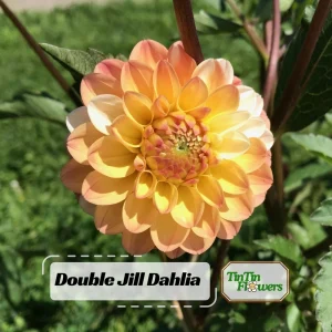 Dahlia Seeds Mix - Double Jill, Pollinator Friendly, Heirloom - 40 Seeds - Image 1