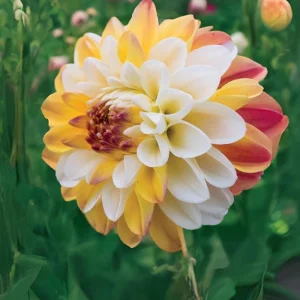 Dahlia Seeds Mix - Double Jill, Pollinator Friendly, Heirloom - 40 Seeds - Image 9