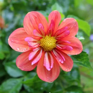 Dahlia Seeds - Open Pollinated, Heirloom Flower Mix - Pollinator Friendly - 40 Seeds - Image 10