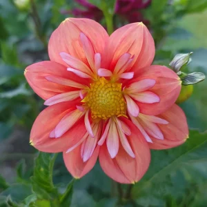 Dahlia Seeds - Open Pollinated, Heirloom Flower Mix - Pollinator Friendly - 40 Seeds - Image 11