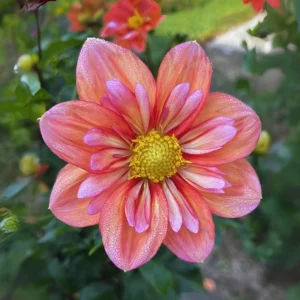 Dahlia Seeds - Open Pollinated, Heirloom Flower Mix - Pollinator Friendly - 40 Seeds - Image 12