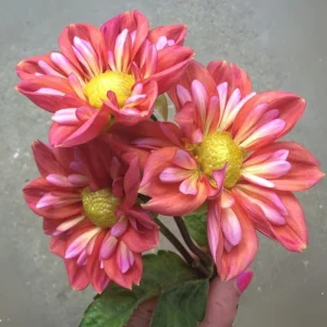 Dahlia Seeds - Open Pollinated, Heirloom Flower Mix - Pollinator Friendly - 40 Seeds - Image 13