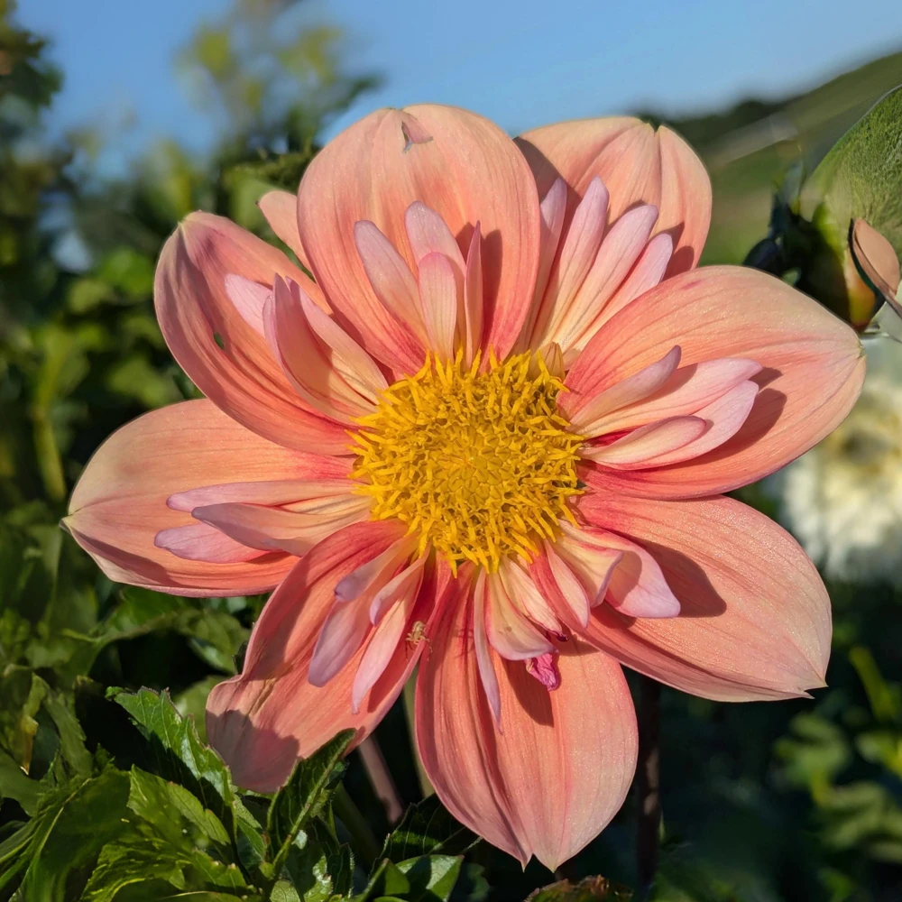 Dahlia Seeds - Open Pollinated, Heirloom Flower Mix - Pollinator Friendly - 40 Seeds - Image 14