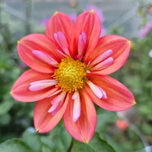 Dahlia Seeds - Open Pollinated, Heirloom Flower Mix - Pollinator Friendly - 40 Seeds - Image 15
