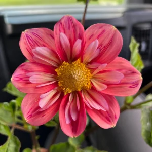 Dahlia Seeds - Open Pollinated, Heirloom Flower Mix - Pollinator Friendly - 40 Seeds - Image 16