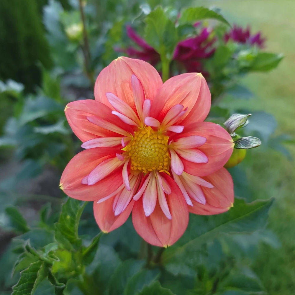 Dahlia Seeds - Open Pollinated, Heirloom Flower Mix - Pollinator Friendly - 40 Seeds - Image 17