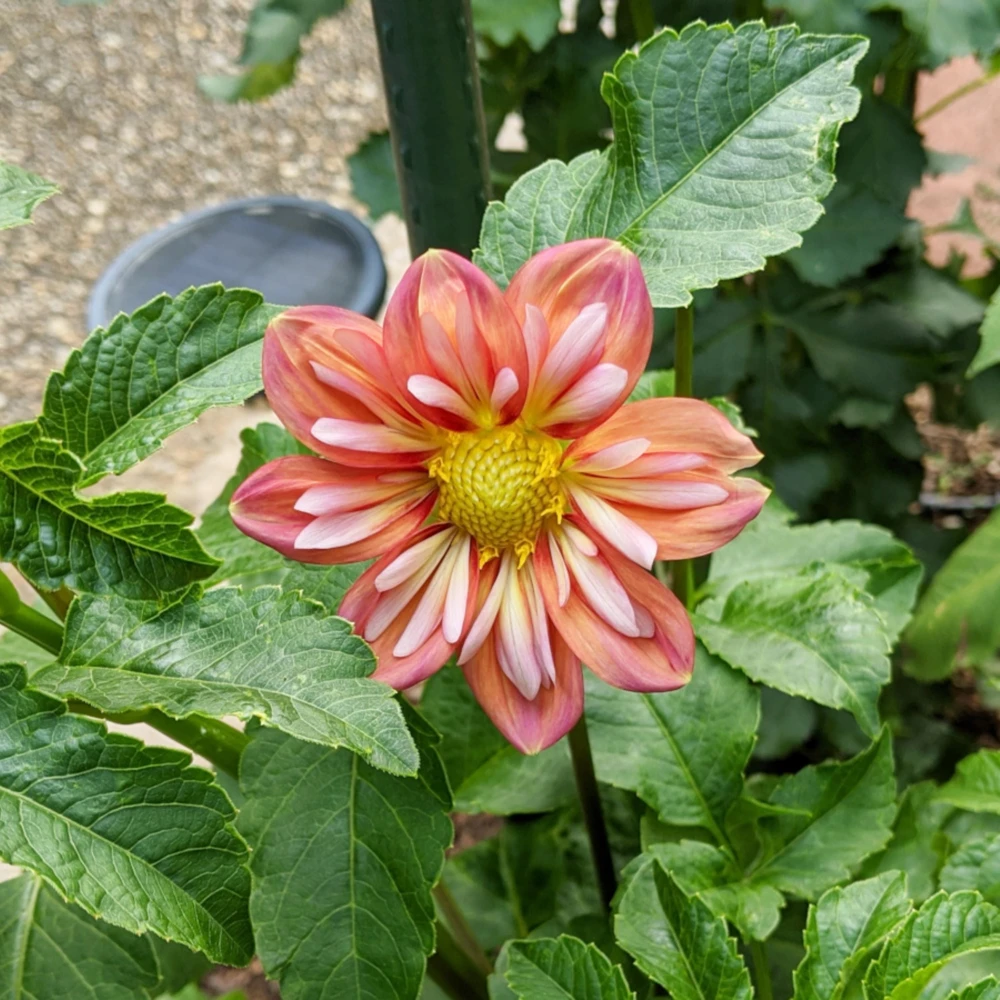 Dahlia Seeds - Open Pollinated, Heirloom Flower Mix - Pollinator Friendly - 40 Seeds - Image 18