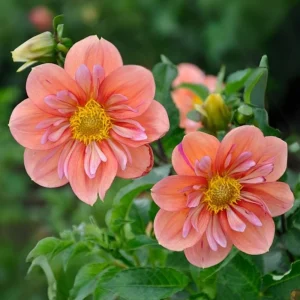 Dahlia Seeds - Open Pollinated, Heirloom Flower Mix - Pollinator Friendly - 40 Seeds - Image 19