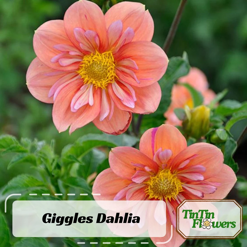 Dahlia Seeds - Open Pollinated, Heirloom Flower Mix - Pollinator Friendly - 40 Seeds - Image 2