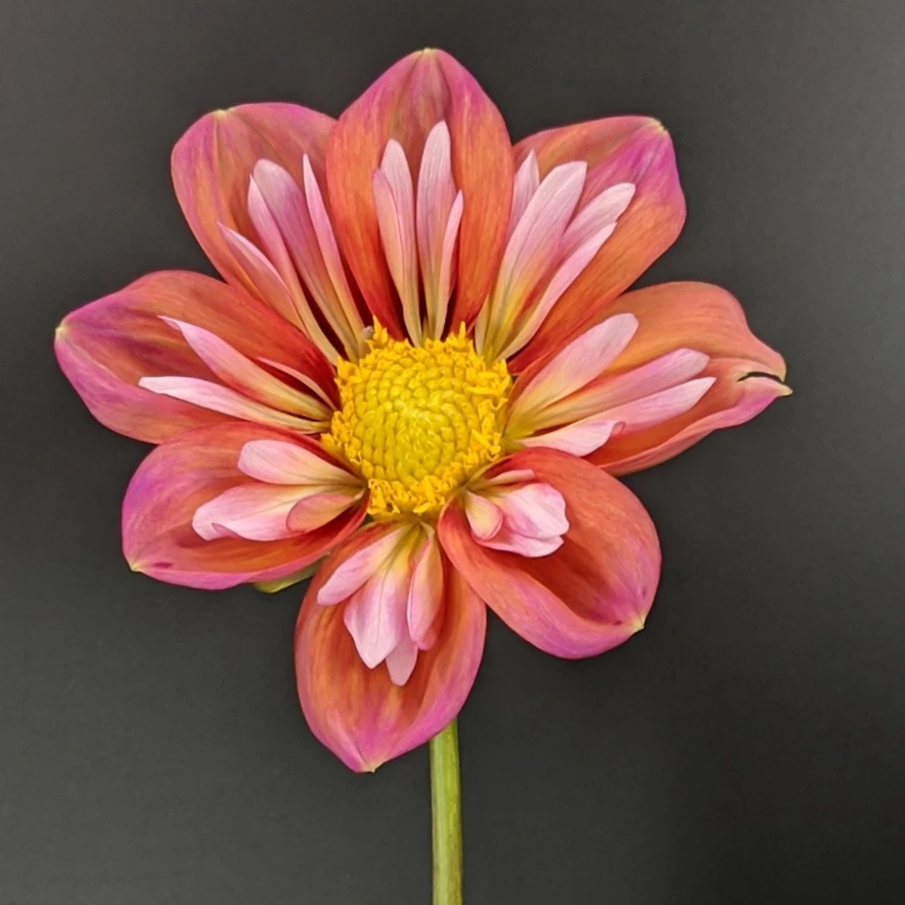Dahlia Seeds - Open Pollinated, Heirloom Flower Mix - Pollinator Friendly - 40 Seeds - Image 20