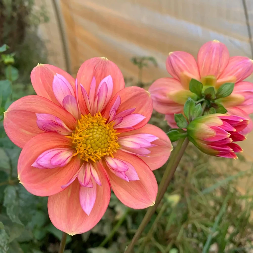 Dahlia Seeds - Open Pollinated, Heirloom Flower Mix - Pollinator Friendly - 40 Seeds - Image 3