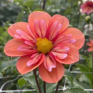 Dahlia Seeds - Open Pollinated, Heirloom Flower Mix - Pollinator Friendly - 40 Seeds - Image 4
