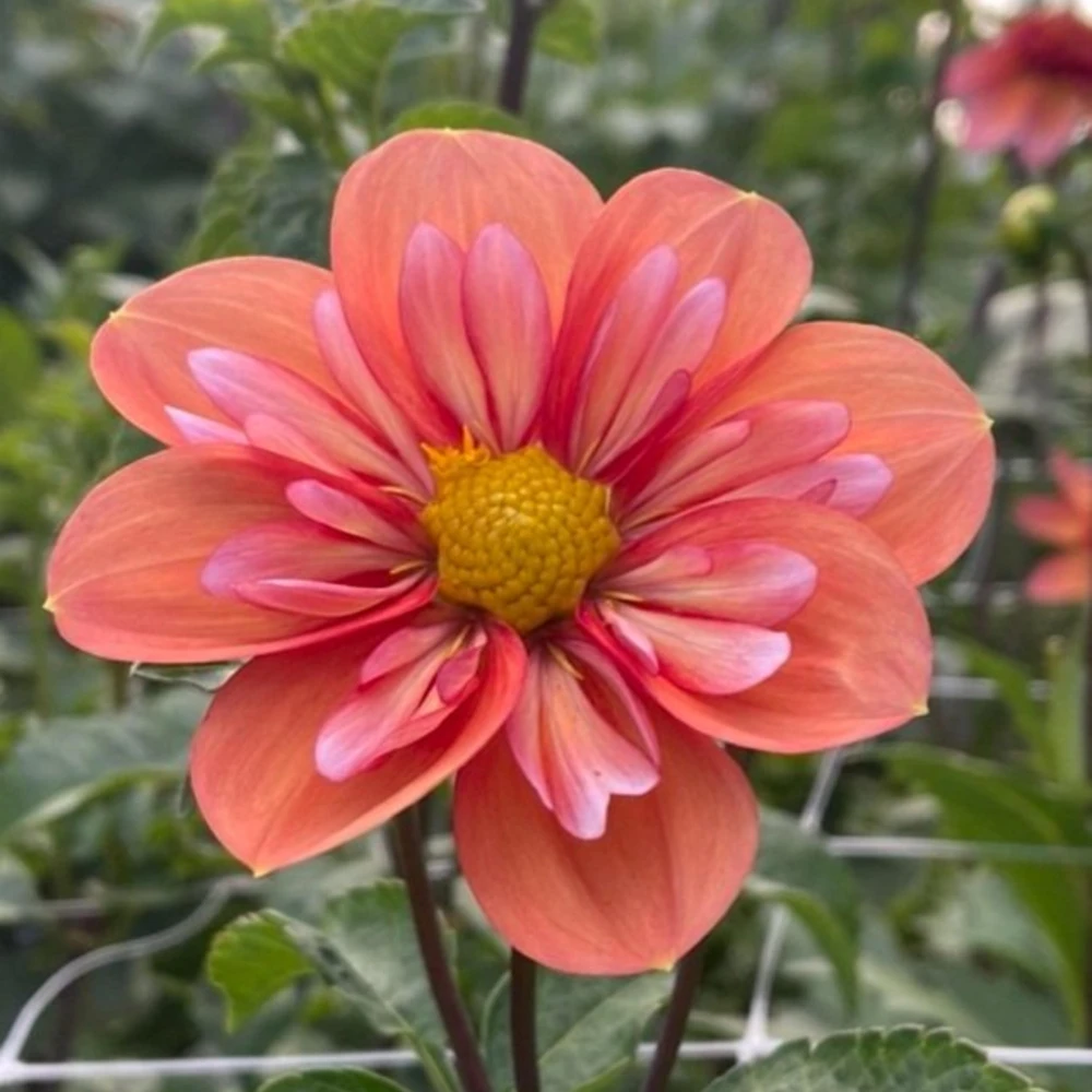 Dahlia Seeds - Open Pollinated, Heirloom Flower Mix - Pollinator Friendly - 40 Seeds - Image 4