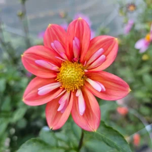 Dahlia Seeds - Open Pollinated, Heirloom Flower Mix - Pollinator Friendly - 40 Seeds - Image 5