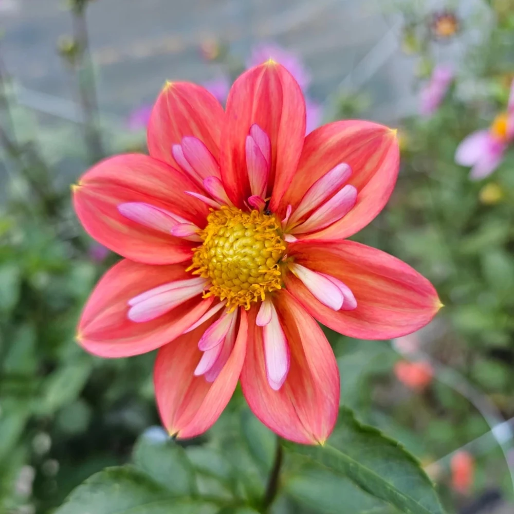 Dahlia Seeds - Open Pollinated, Heirloom Flower Mix - Pollinator Friendly - 40 Seeds - Image 5