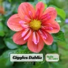 Dahlia Seeds - Open Pollinated, Heirloom Flower Mix - Pollinator Friendly - 40 Seeds - Image 1