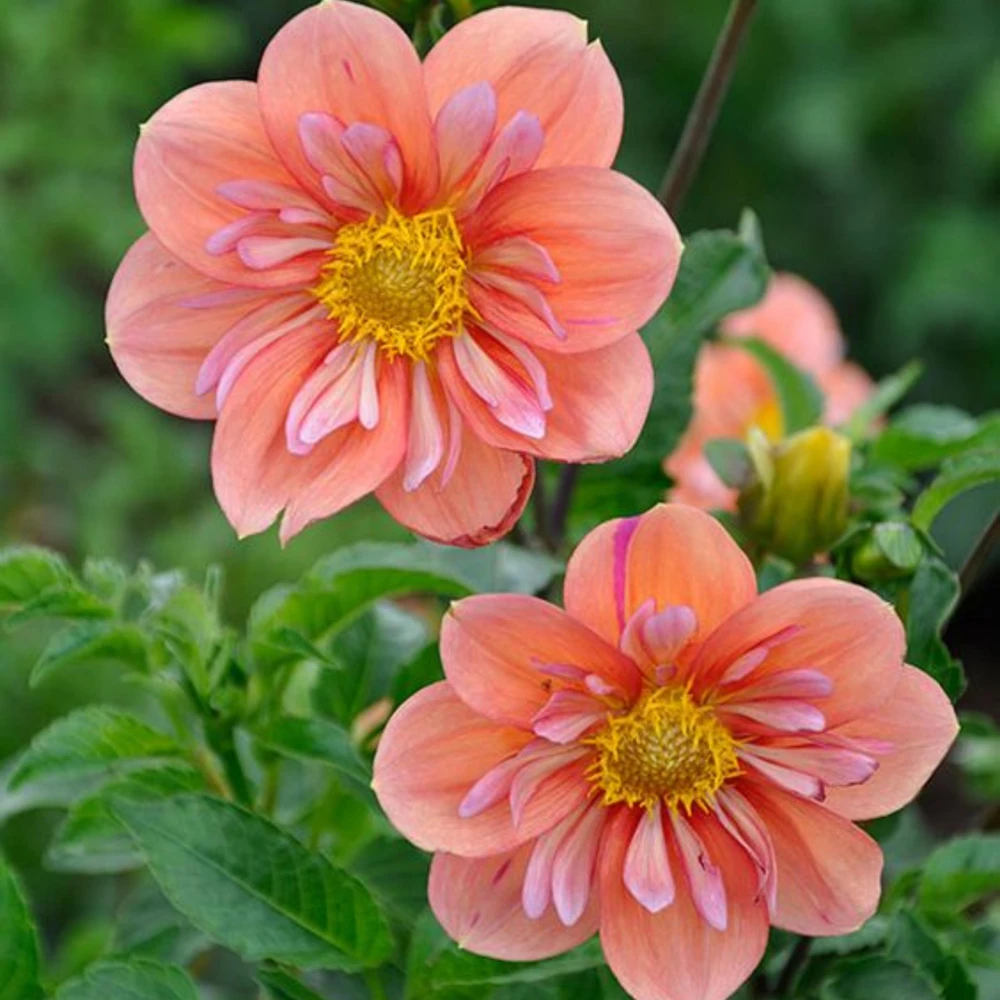 Dahlia Seeds - Open Pollinated, Heirloom Flower Mix - Pollinator Friendly - 40 Seeds - Image 8