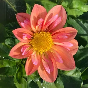 Dahlia Seeds - Open Pollinated, Heirloom Flower Mix - Pollinator Friendly - 40 Seeds - Image 9