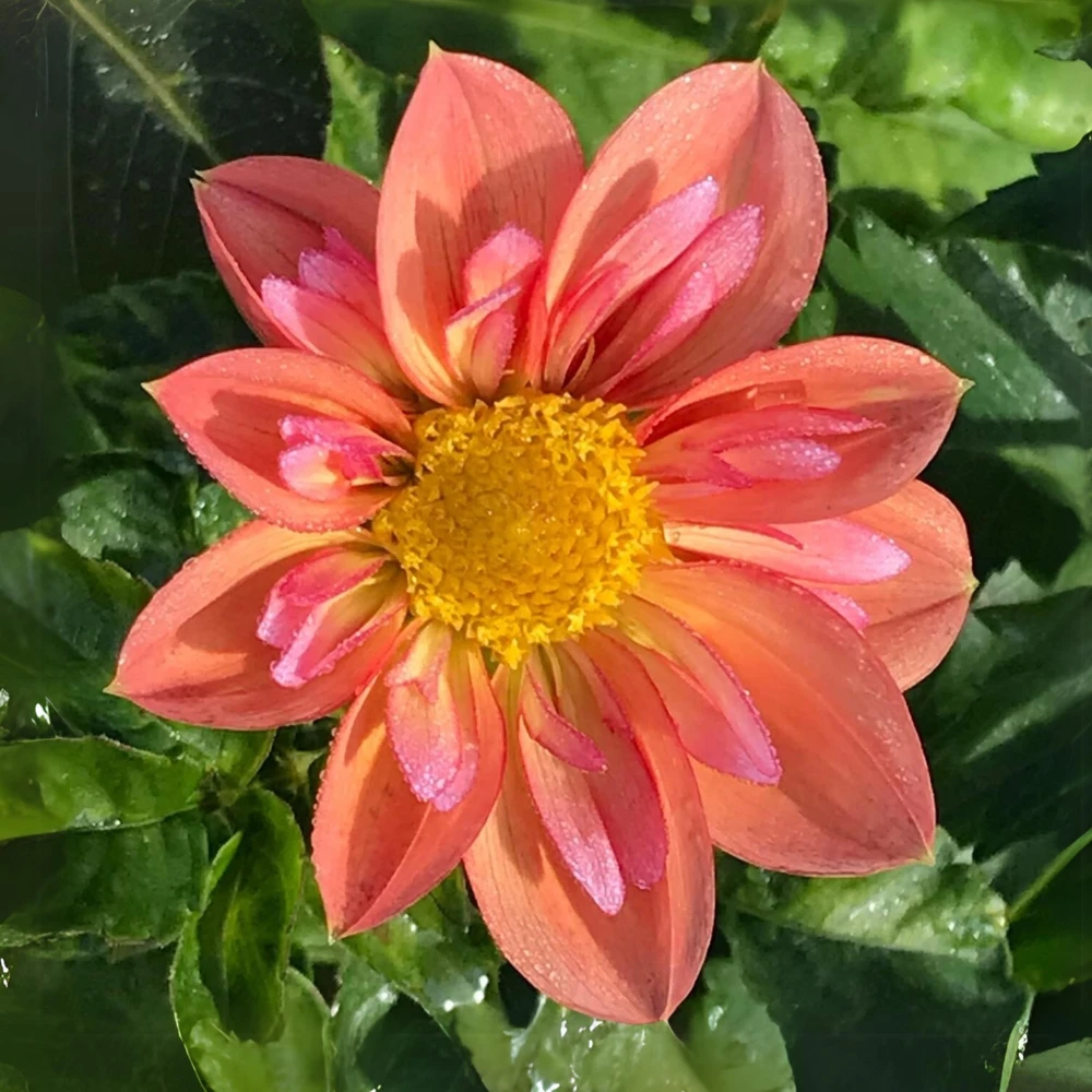 Dahlia Seeds - Open Pollinated, Heirloom Flower Mix - Pollinator Friendly - 40 Seeds - Image 9