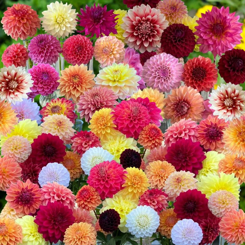 Dahlia Seeds Ultimate Dinnerplate Collection - 40 Seeds - Pollinator Friendly - Image 10